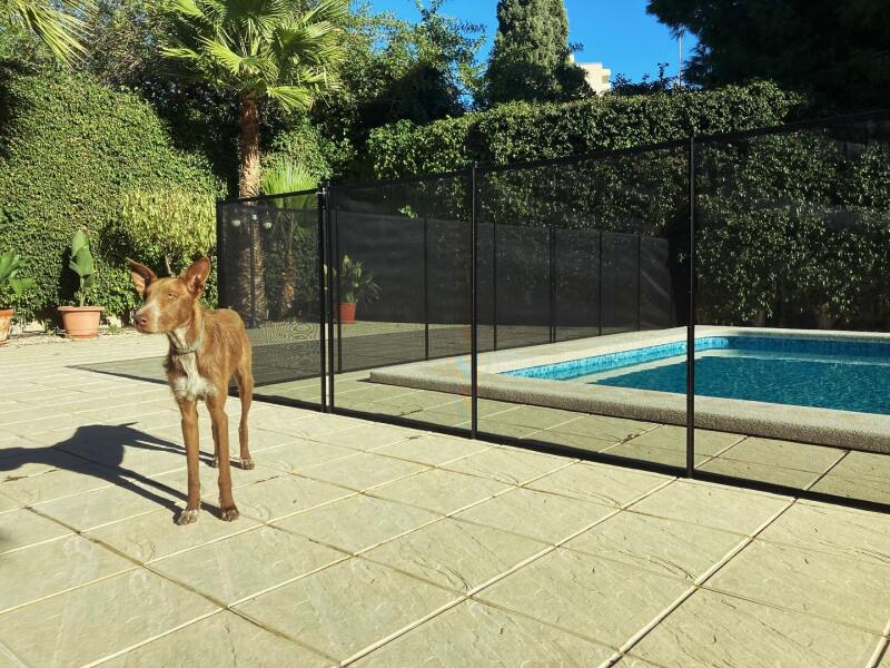 Vallas de Piscina para Perros y Mascotas: C&oacute;mo evitar accidentes y proteger a tu mejor amigo